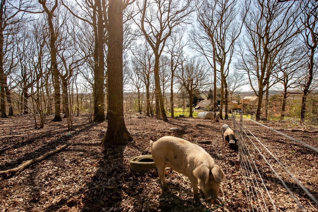 Oakside Tree Tops Canterbury Luaran gambar